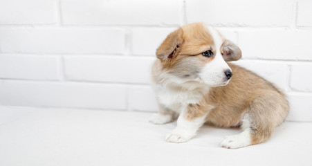 Small cute puppy dog is looking up. Studio shot of an adorable fluffy  puppy standing on white background.
