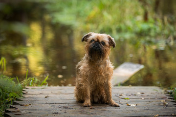 Dog on a path by the river Brussels Griffon