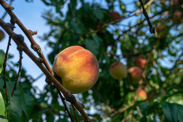 reifes Obst, Pfirsich, 