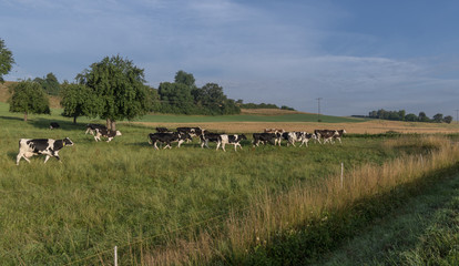 Fototapeta na wymiar Herd of cows running on pasture