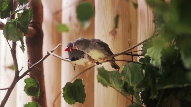 The couple of the small birds Zebra Finch. One bird pecking of the its intimate friend