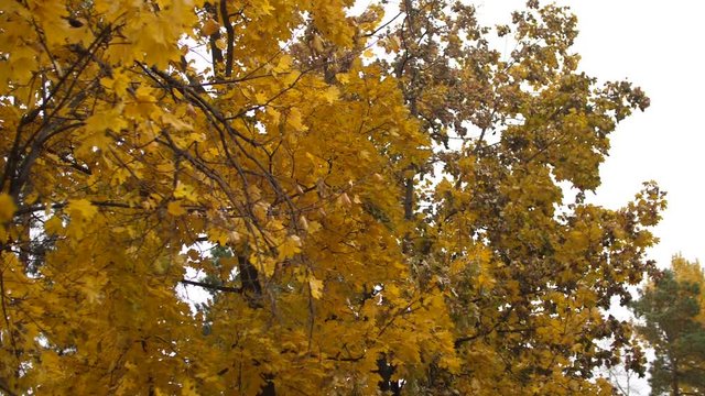 Autumn yellow leaves swaying in wind in park. Slow motion.