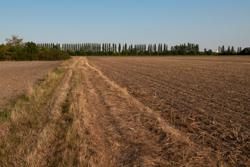 Fototapeta na wymiar Feld im Hochsommer mit Baumreihe