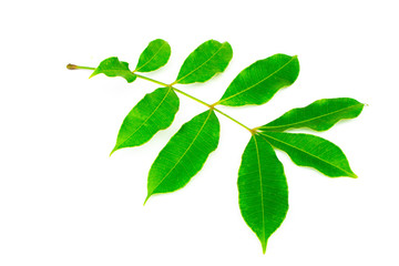 Fototapeta na wymiar Thai olive leaves isolated on white background