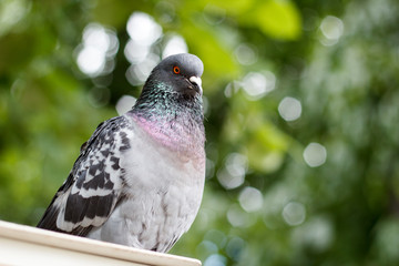 Portrait of a pigeon