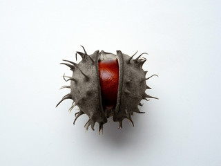 chestnut, inside chestnut, special, the nature,  autumn