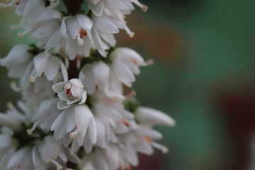 kwiat kwiatostan wrzos