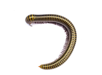 Millipede isolate on white background