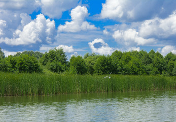 The river white heron flies high above the reed on a background of green vegetation, blue sky and white clouds.
