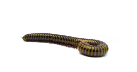Millipede isolate on white background