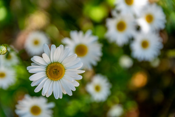 Obraz premium White flower closeup