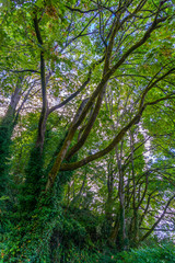 Obraz premium Forest Tree Branches