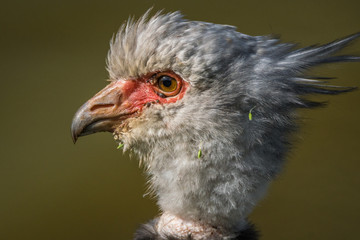 Tachã / Southern Screamer (Chauna torquata)