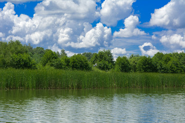 The river white heron flies high above the reed on a background of green vegetation, blue sky and white clouds.