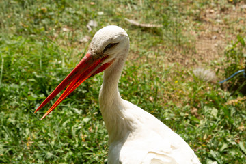 An old blind sick stork in a shelter for wild birds. An old stork with a red beak and blind eyes close-up. Old blind stork with sore eyes on a green lawn close-up. Protection of wild birds.