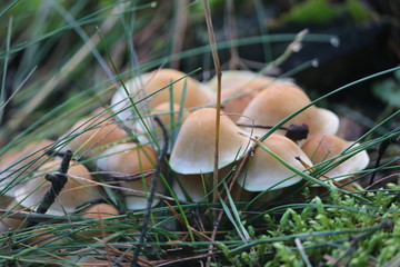 Grzyby © Jarosaw