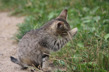 Kotek