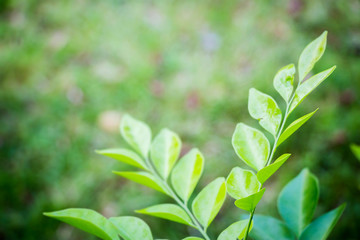 Fototapeta premium day,background,green,nature,leaf,spring,concept,fresh,natural,ecology,garden,greenery,wallpaper,leaves,space,abstract,closeup,summer,pattern,plant,texture,bright,forest,growth,season,design,landscape,