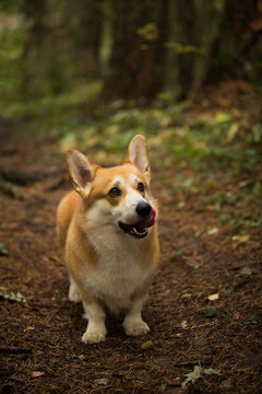 The dog lickens Welsh Corgi Pembroke
