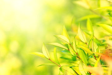 Fototapeta na wymiar Natural Green leaves Wallpaper,texture,blur background