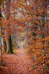Fototapeta premium Pathway in the autumn forest