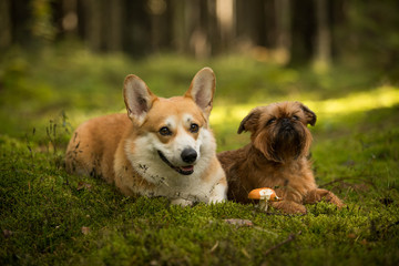 Two dogs and mushroom Brussels Griffon Welsh Corgi Pembroke