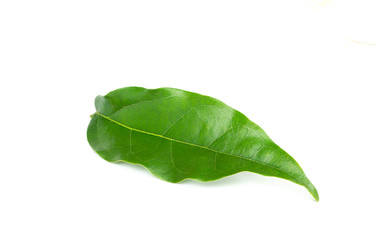 Bai-ya-nang (Thai name) (Tiliacora triandra) isolated on white background.