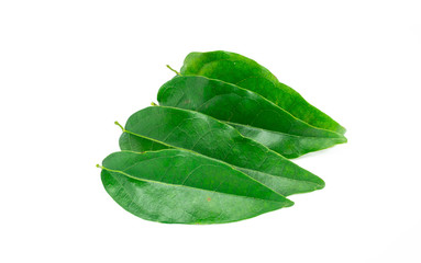 Bai-ya-nang (Thai name) (Tiliacora triandra) isolated on white background