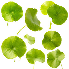 collection green Asiatic Pennywort isolated on white background.