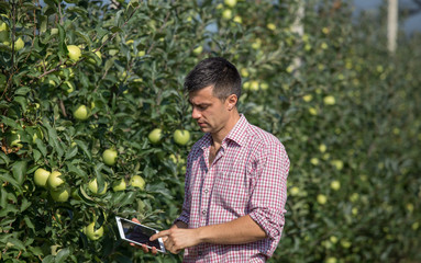 Farmer with tablet in orchard