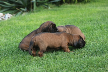 Szczeniak, pie,s posokowiec bawarski © Jarosaw