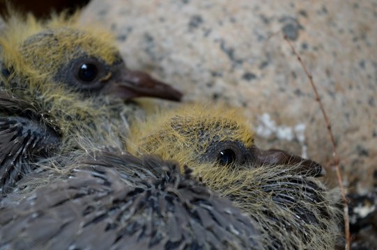 two little pigeons in the nest
