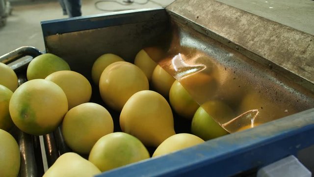 Harvested pomelo fruits on an unloading conveyor entering washing section