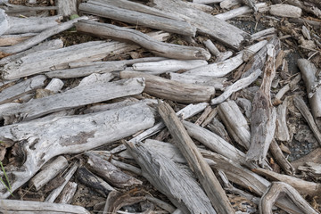 Bleached Driftwood, Sitka, Alaska