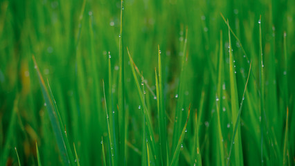 Blurry dew drop on green leaves background