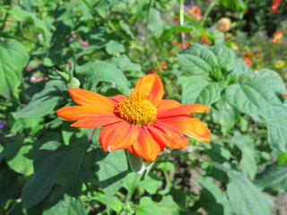 Orange flower close-up, dahlia annual orange close-up