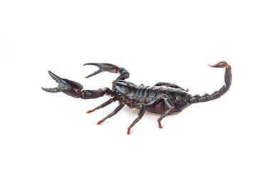 Black scorpion isolated on a white background