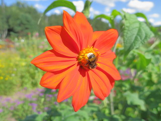bumble bee sits on a flower and collects nectar, bumblebee close-up, insect close-up