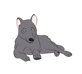 wolf asleep, color, vector