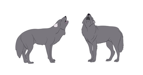 wolf howls, image in color, vector