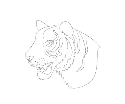 portrait of tiger lines, vector