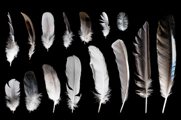 Set of a different bird feathers on a black isolated background.