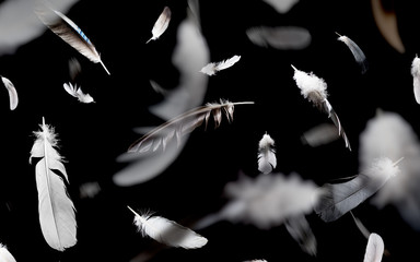 Abstract pattern of falling feathers on a black background.