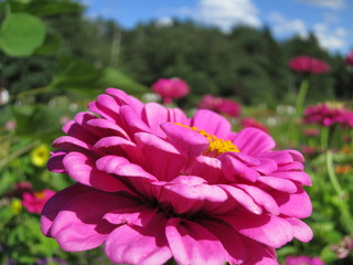 Flower pink zinnia in the garden, pink flower closeup