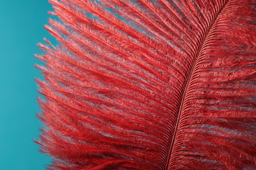 Fragment of red birds feather on blue background.