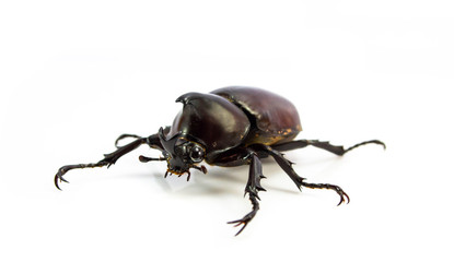Rhinoceros beetle isolated on a white background