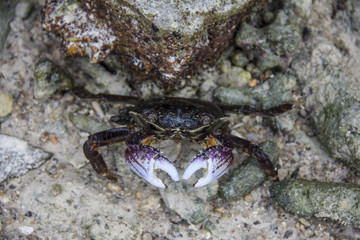 Cangrejo en Tailandia, Koh Tao