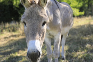 Fototapeta premium Esel 1