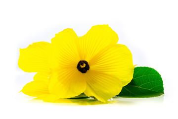 Yellow spring flower isolated on a white background