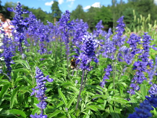 Lavender in the botanical garden. Blue long flowers Alfazema.